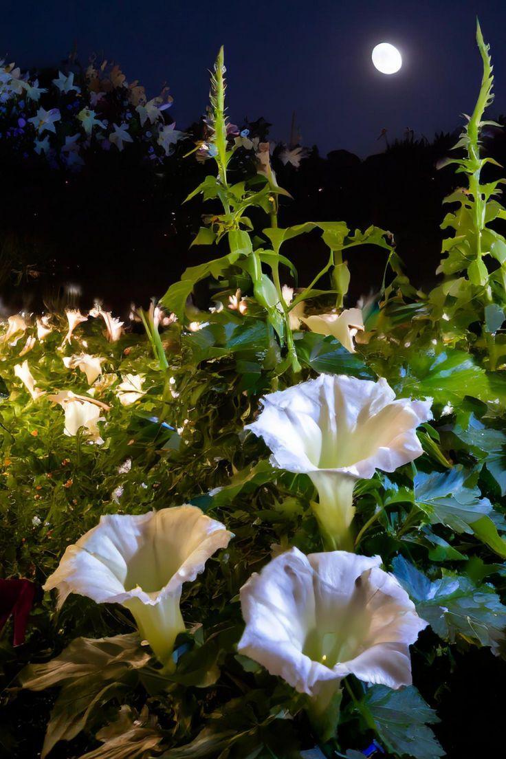 Celestial Dreams: A Nightfall Floral Affair