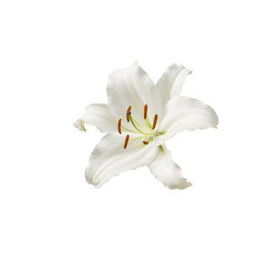 Eternal Enchantment: Timeless Floral Elegance